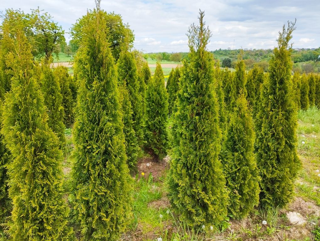 Thuja Szmaragd gęsty 180-200 cm Kraków