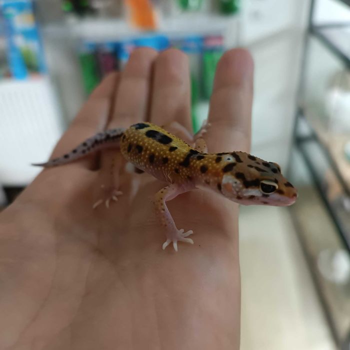 Gekon Gekony Lamparci