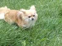 Sprzedam ślicznego rocznego pieska chihuahua