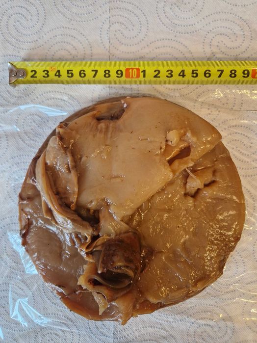 Kombucha / Kombucza- grzybek herbaciany. ZA DARMO!!!