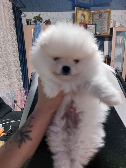 Девочки и мальчики доставка. Торг