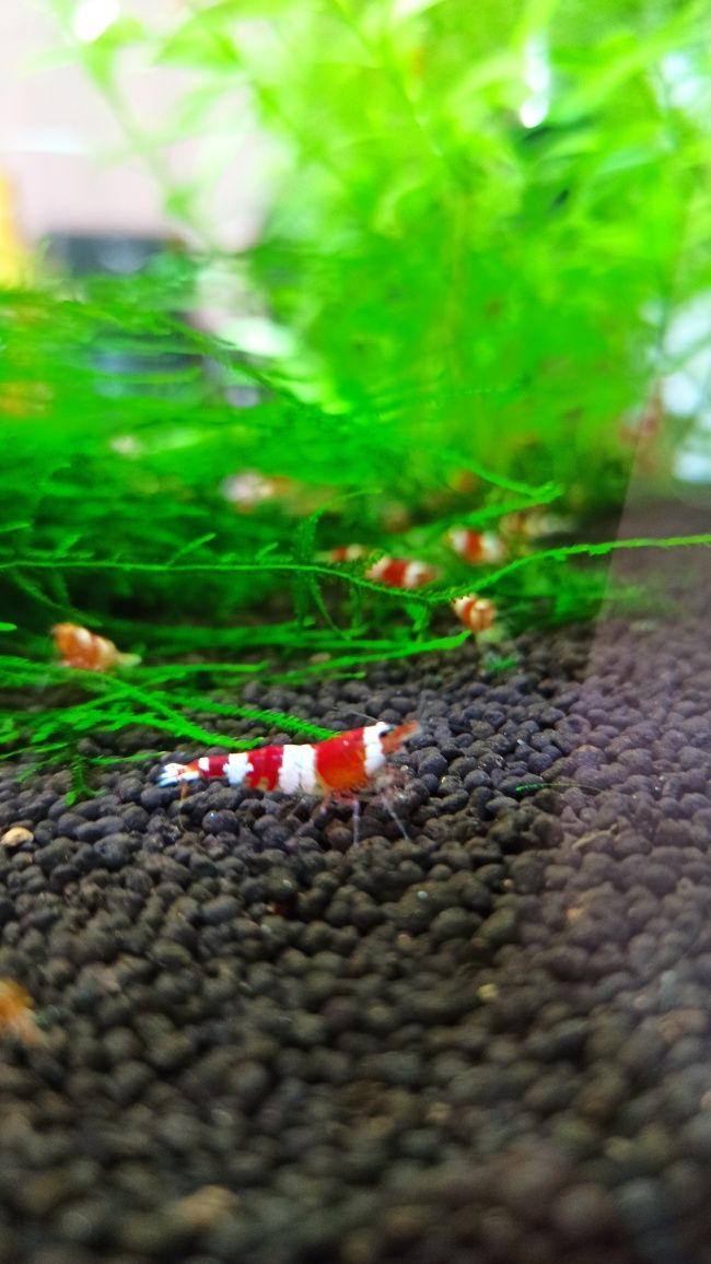 Krewetki Crystal Red