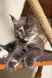 Gatinha Maine Coon com LOP