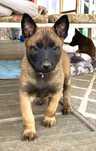 Owczarek belgijski Malinois - Szczeniaki FCI