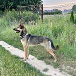 Pies w typie owczarka (adopcja)