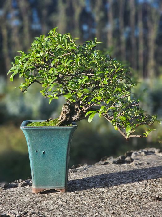 Bonsai pyracantha
