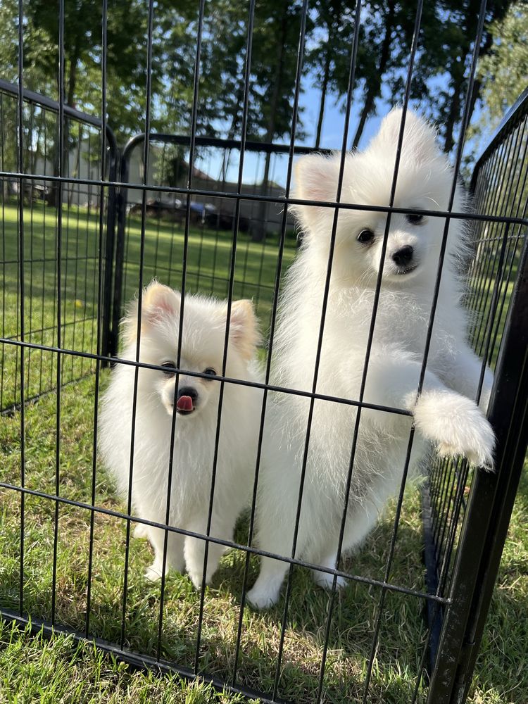 Piekny Szpic Miniaturowy Pomeranian