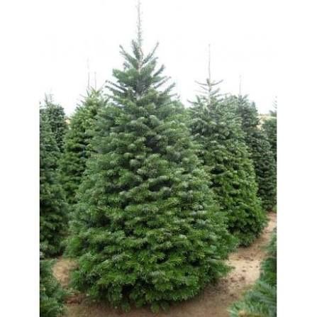 Żywe choinki z dostawą do domu gratis jodły kałkaskie świerki