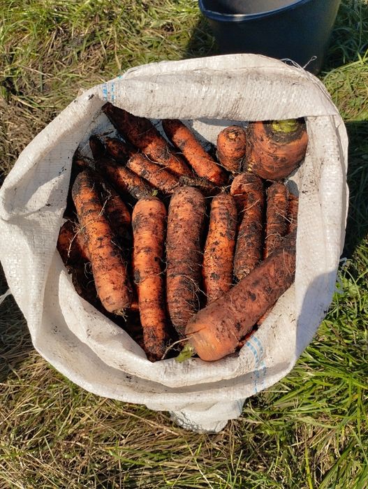 Marchewka, marchew z czystej  naturalnej uprawy