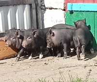 Продам в'єтнамські свині, поросята