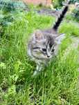 Котики у люблячі руки