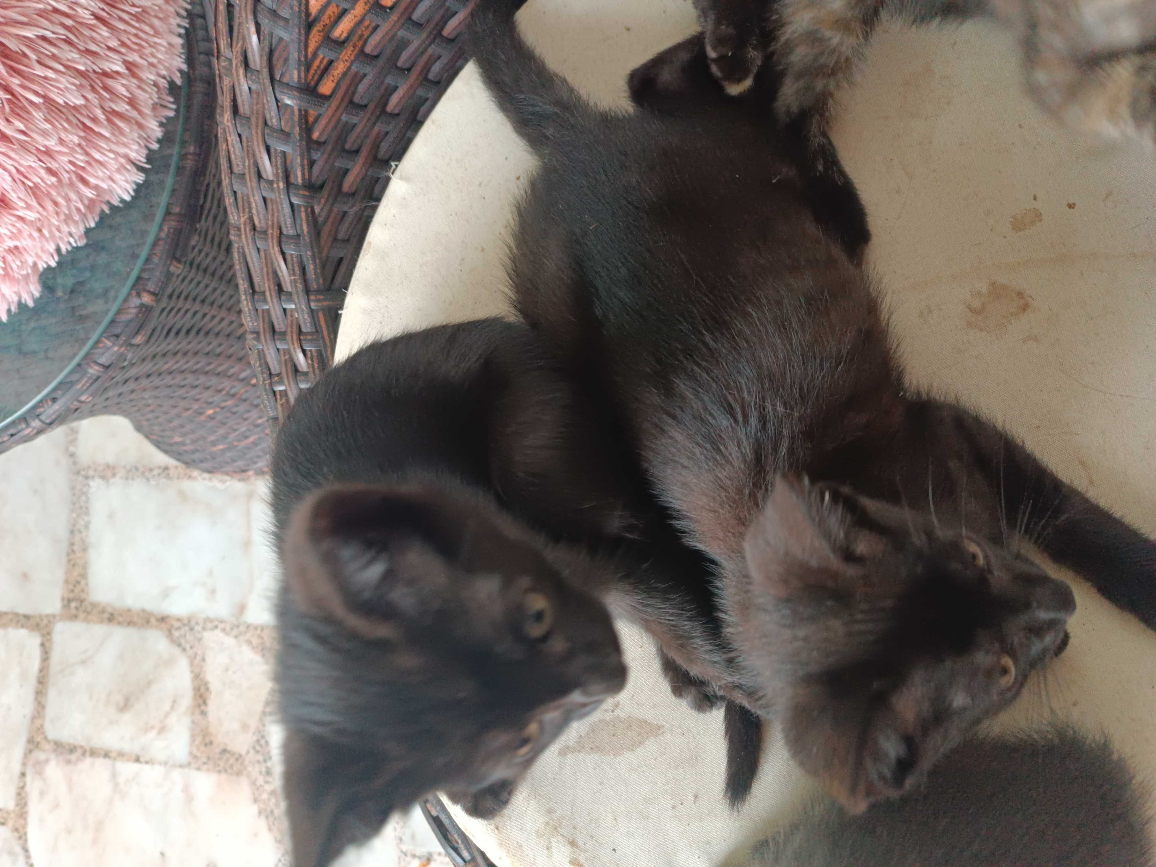 Dá se gatinhos bebés