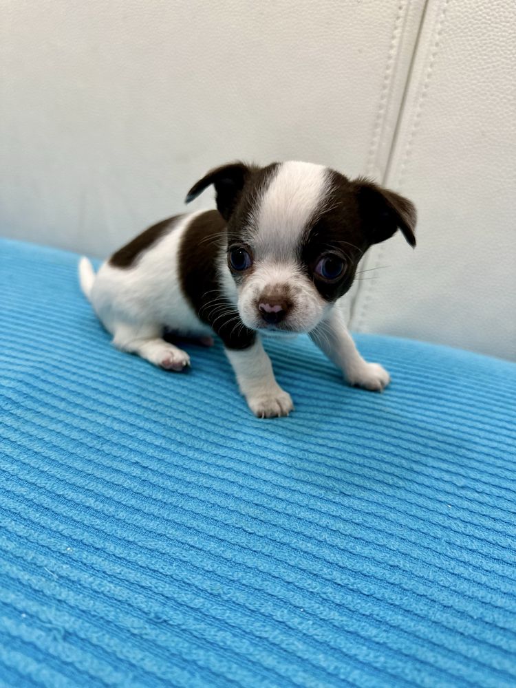 Chichuahua super mini