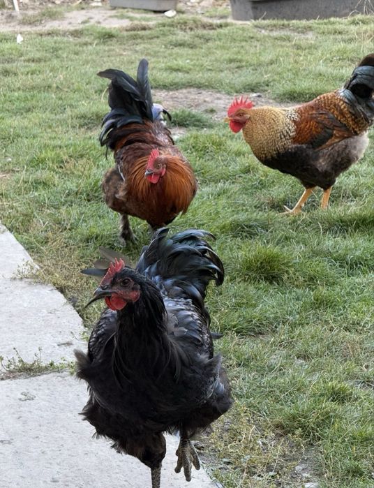 Півні молоді різних порід і кросів (когут, півень, петух).