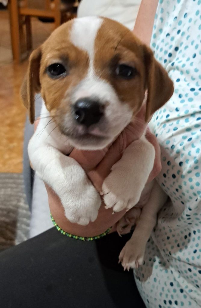 Jack russell terrier