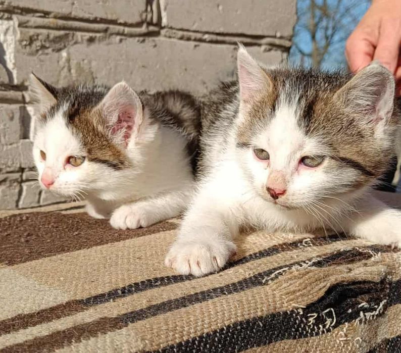 Kociaki rozrabiaki. Śliczne kotki oddam w dobre ręce.