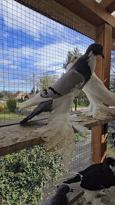 Garłacz Pomorski samica 25