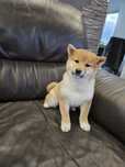 Shiba inu szczenię ZKWP FCI po pięknych rodzicach