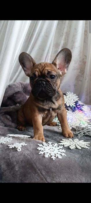 Дівчинка французький бульдог