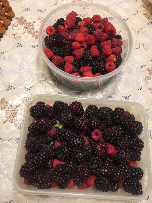 Pés ( planta)de amoras pretas; excelente qualidade