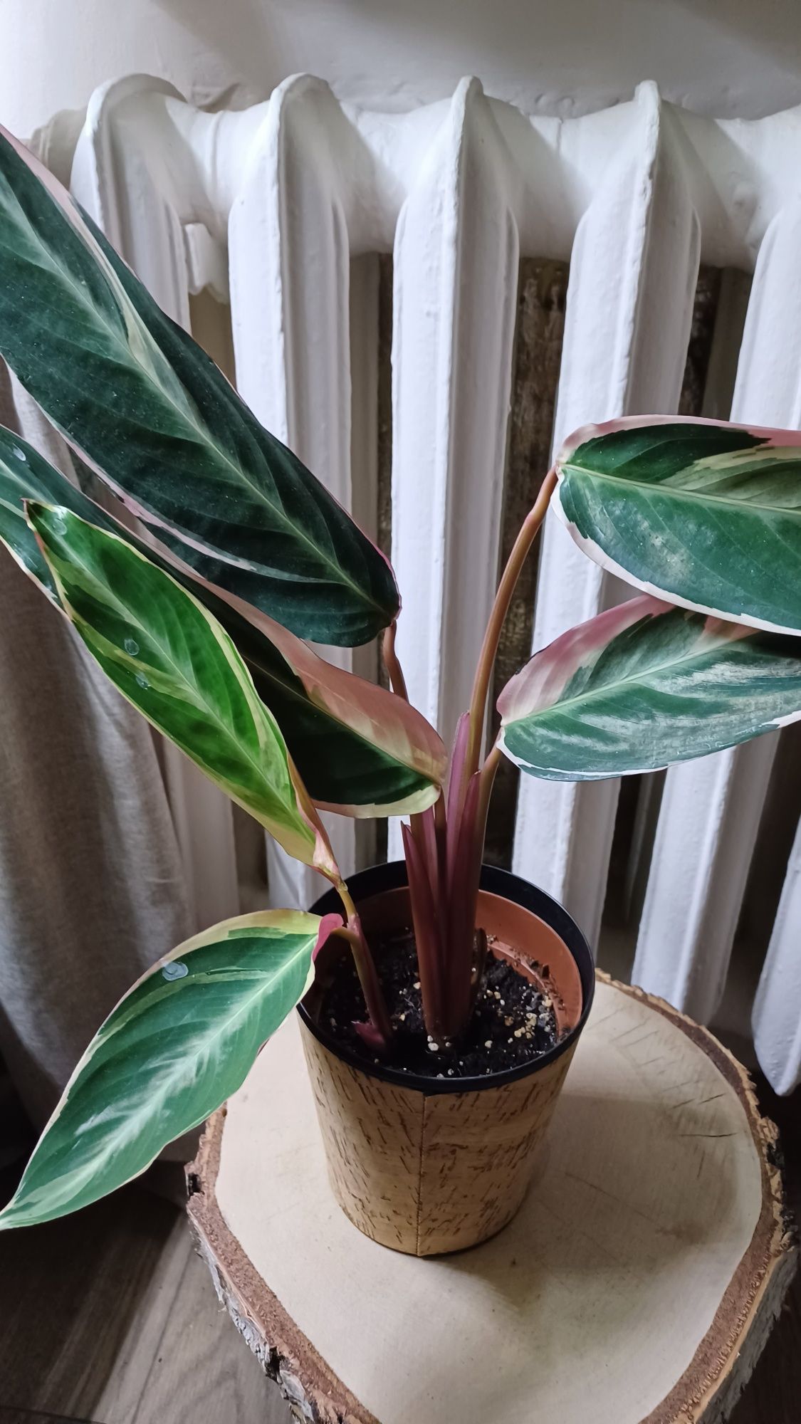 Calathea stromanthe triostal