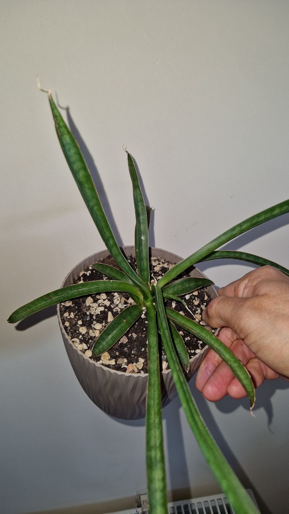 Сансевієрія, sansevieria