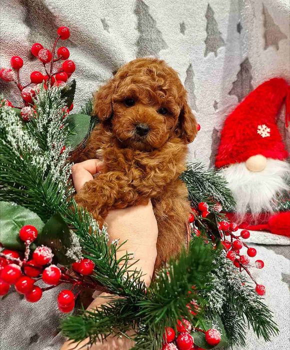 Дуже гарний малиш.той пудель Ред Браун