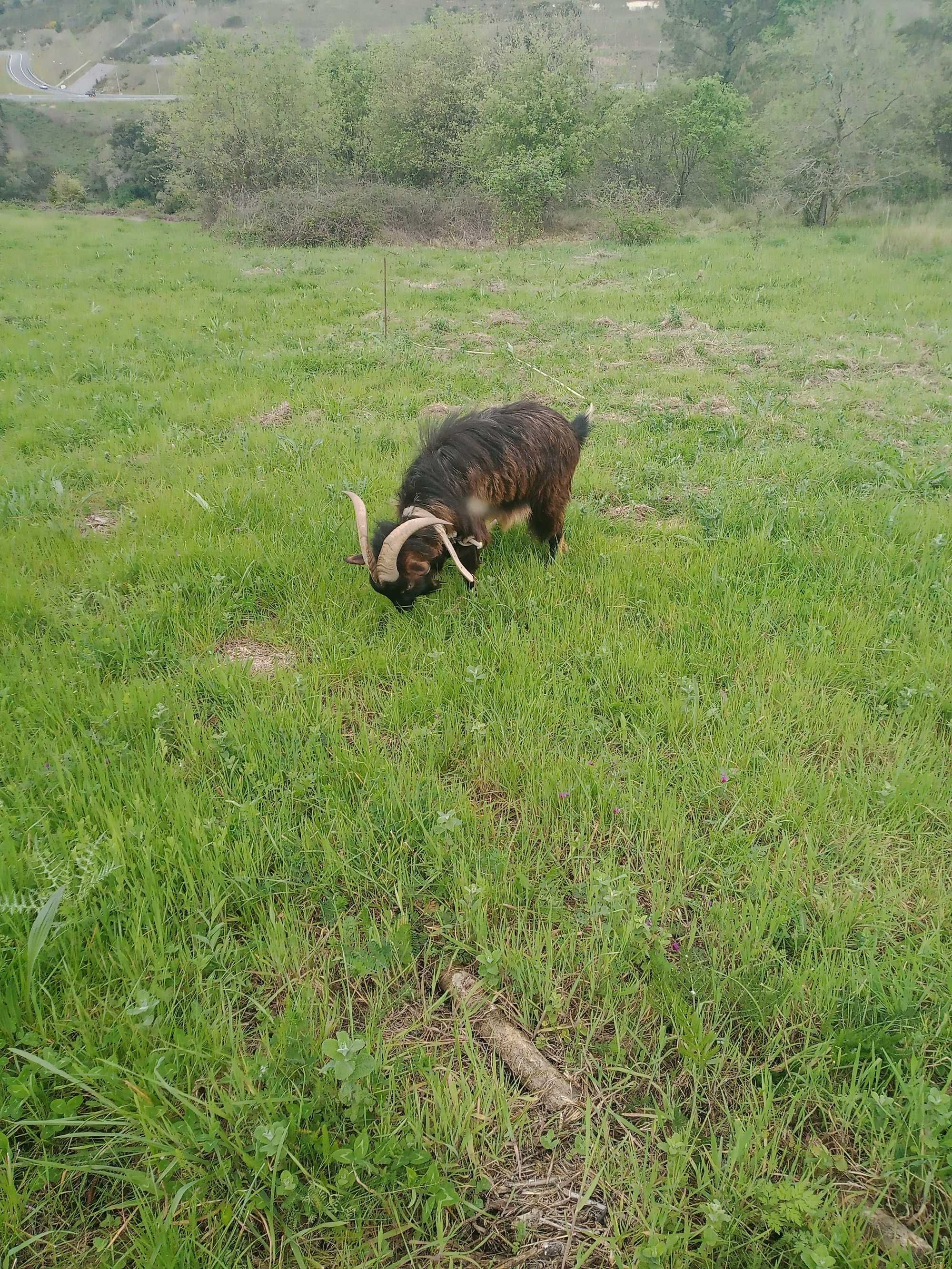 Chibo serrano 2,5 anos de idade