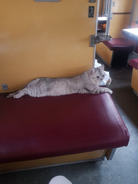 Кіт шиншилла в'язка