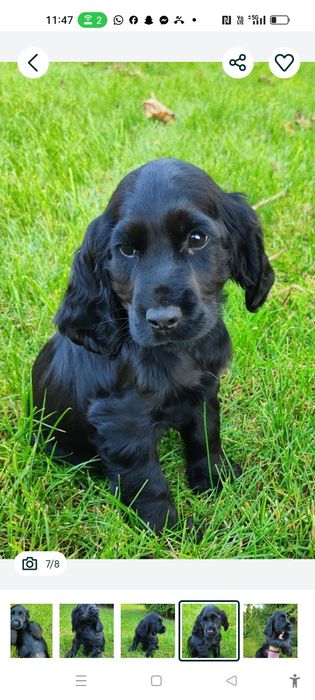 Wyjątkowy czarny piesek Cocker spaniel