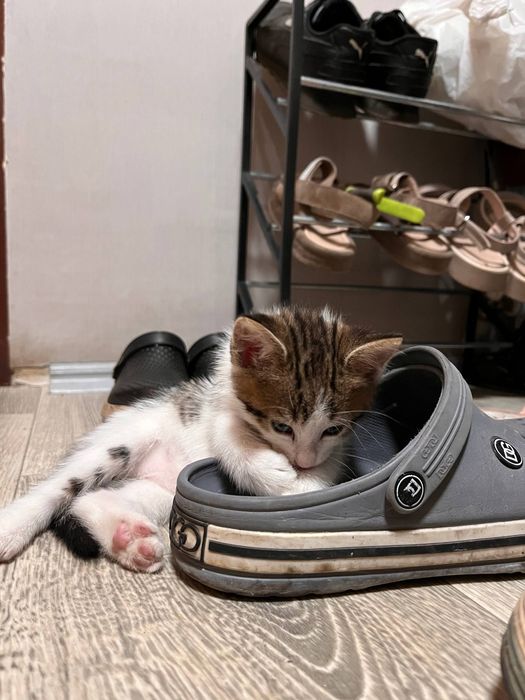 Отдам котенка мальчика в хорошие руки