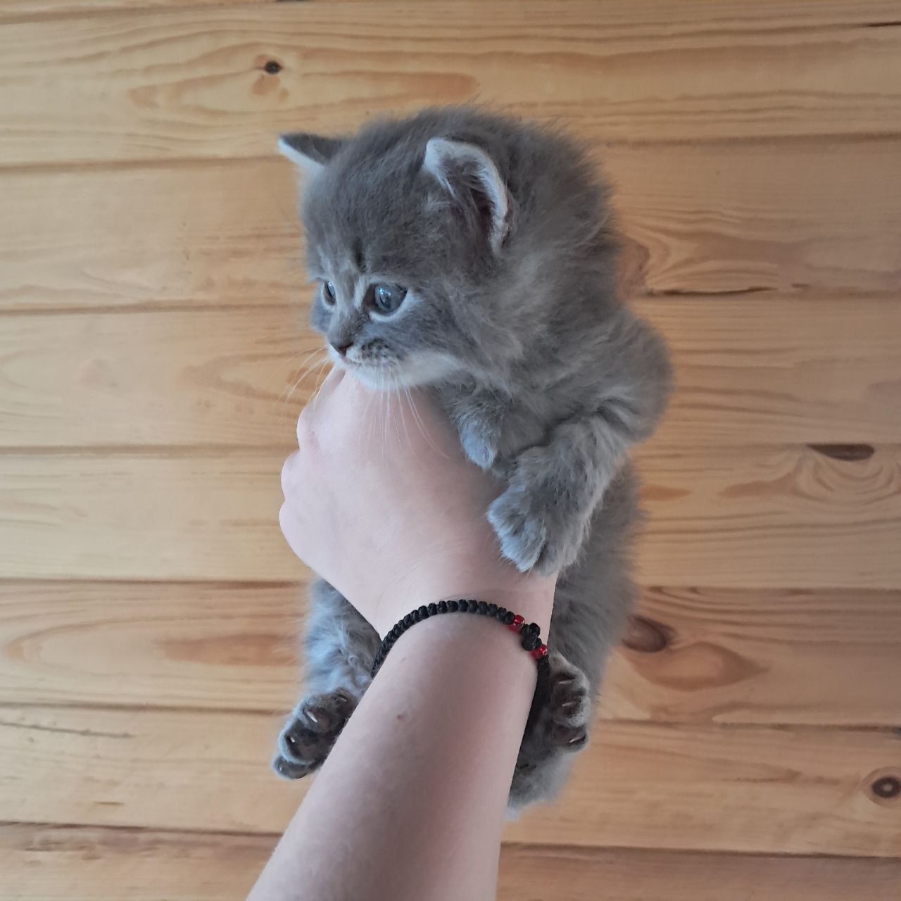 Кошенята в добрі руки