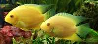 Severum gold stadko 6 szt.