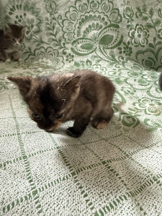 Полукровные котята + обычные