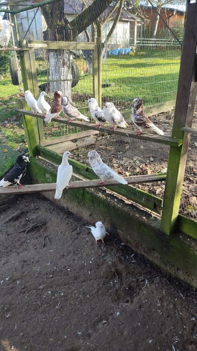 Gołąb Gołębie Kapucyn