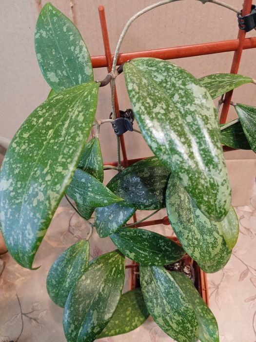 Хойї сортові зрізи