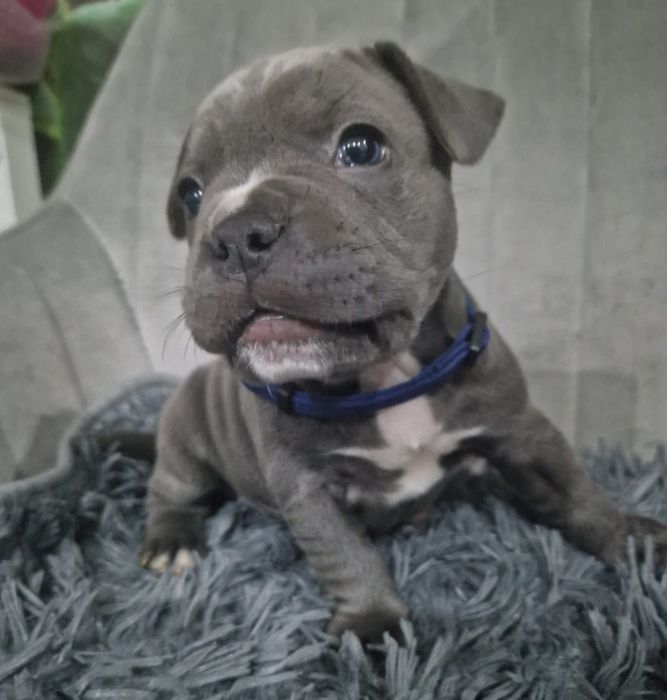 American Staffordshire Terrier Blue