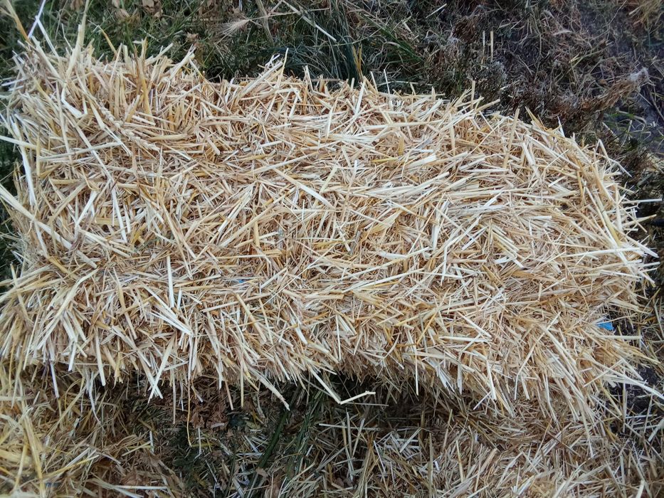 Продам тюки соломи  (Ячна)