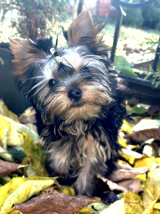 Йоркширські терʼєри в Івано-Франківську