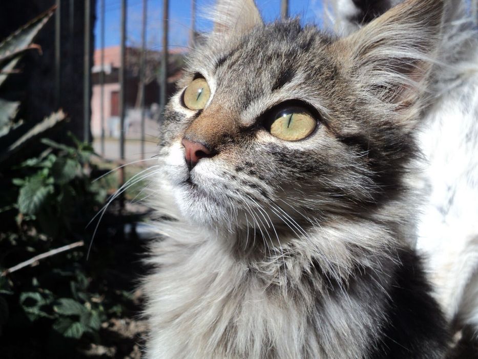 Sony Cyber-shot DSC-S2000 цифровий фотоапарат