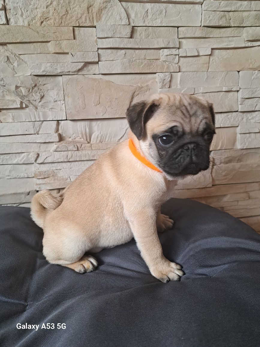 Mops piękny piesek