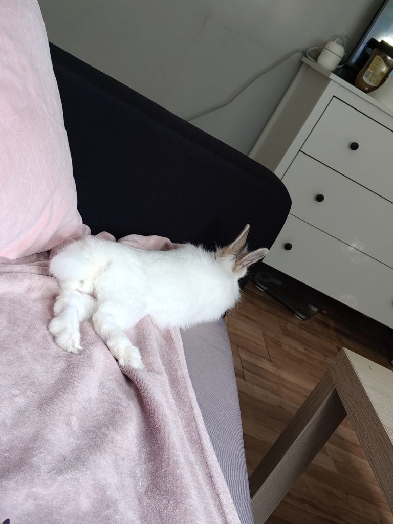 Królik miniaturka