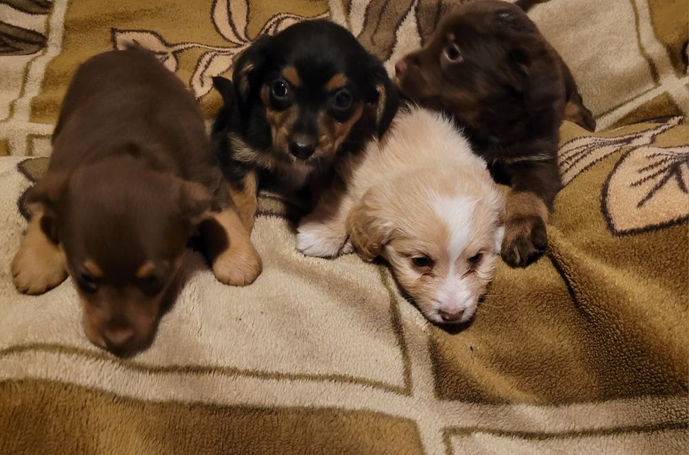 Słodziaki szukają kochającego domu