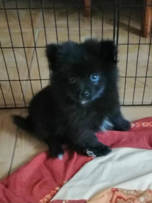 Pomeranian boo aktualne