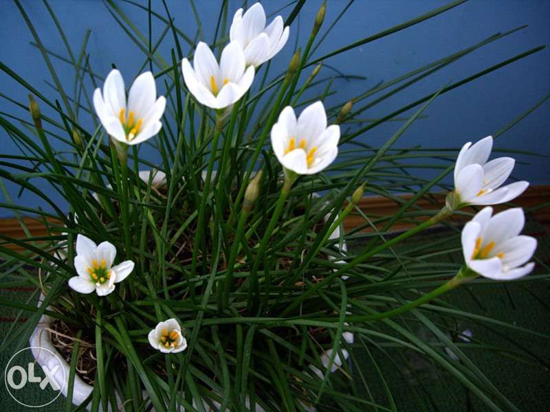 Продаю комнатные растения