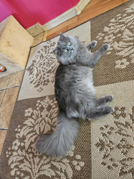 Koty syberyjskie, kotki syberyjskie