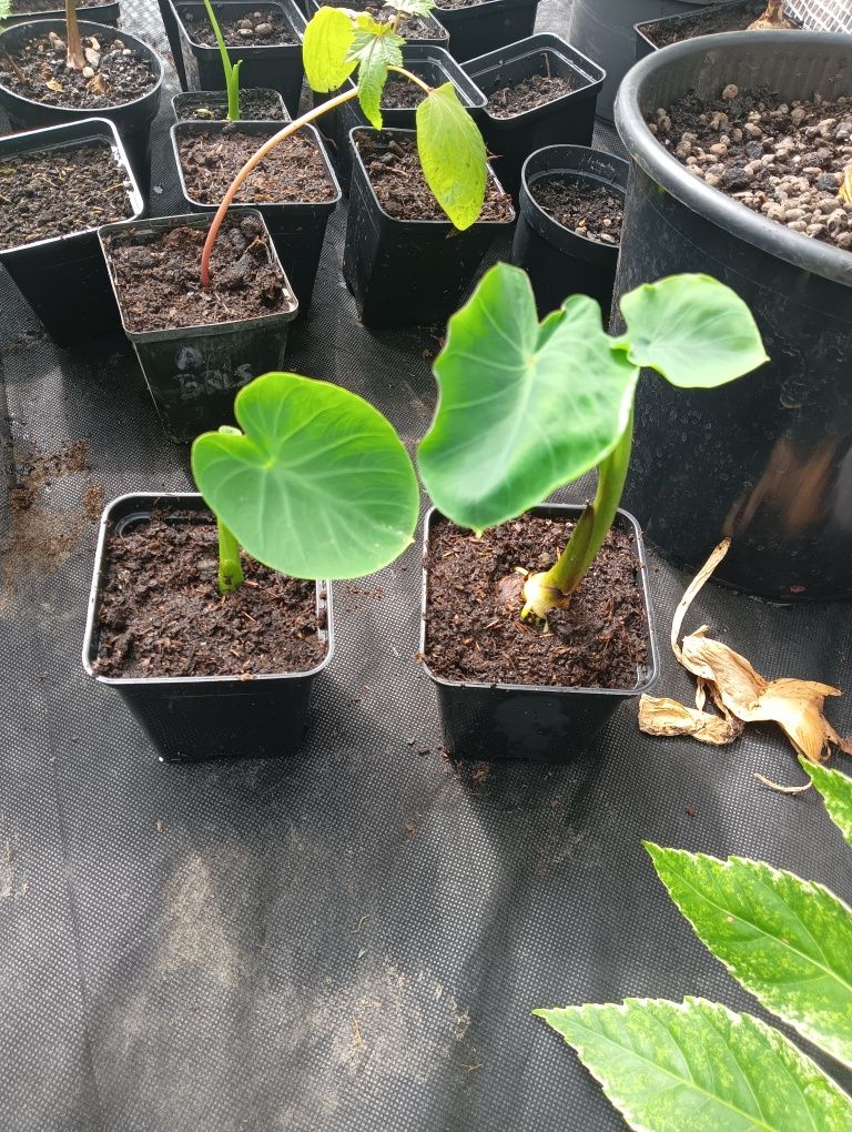 Sadzonka Colocasia Esculenta Kolokazja olbrzymia Uszy słonia