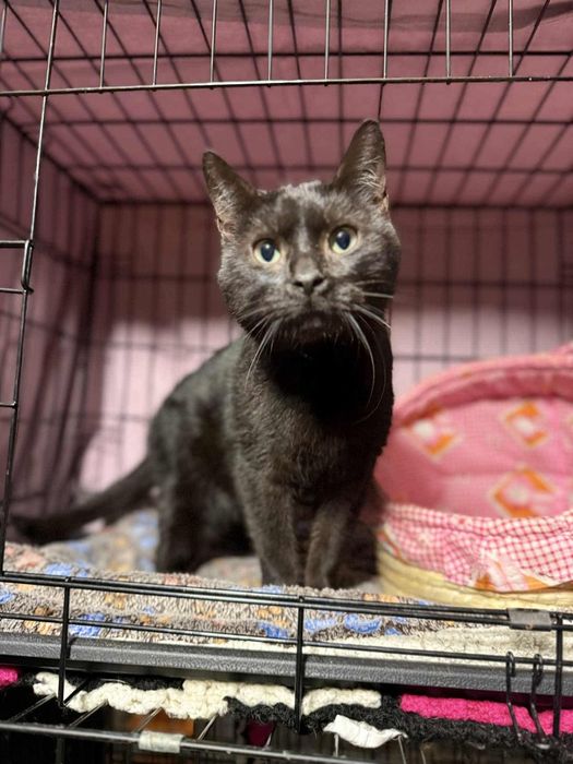 Kot Patryk szuka domu