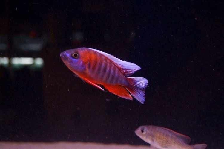 Aulonocara Jacobfreibergi Eureka, pyszczaki, malawi, wysyłka