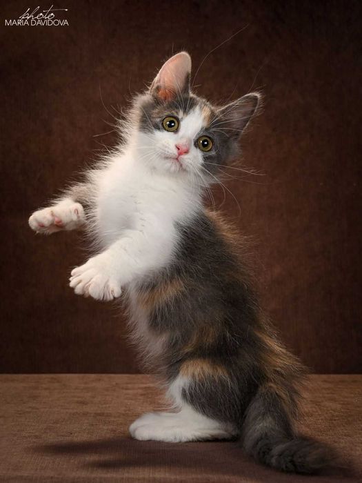 Манчкин девочки Ейфория и Еврика